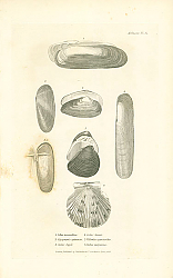 Постер Solen novaculina, Glycymeris apinensis, Solen Sayii, Solen tenuis, Villorita cyprinoides, Pecten purpureus 1