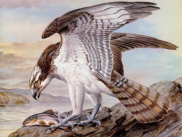 British Birds - Osprey