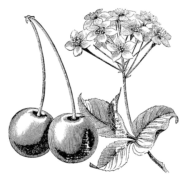 Cherry with leaves and flowers vintage engraving