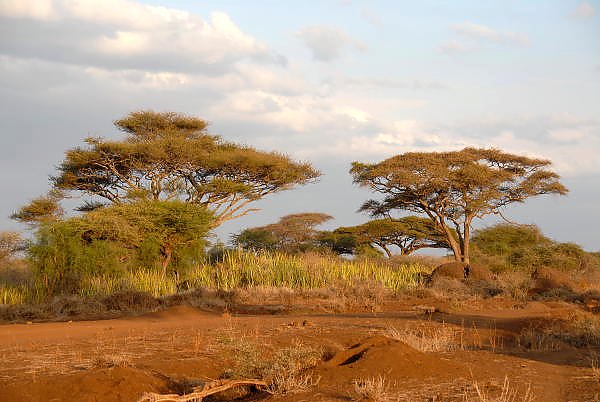 Кения, Африка. Национальный парк 2
