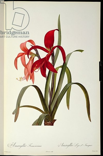 Amaryllis Formosissima, 1808, from `Les Liliacees' by Pierre Redoute, 8 volumes, published 1805-16,