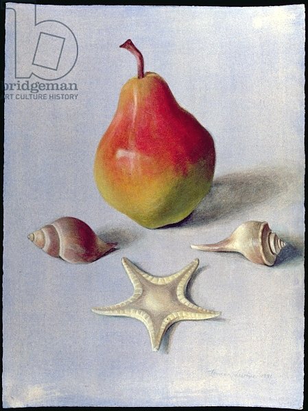 Pear and Shells, 1981