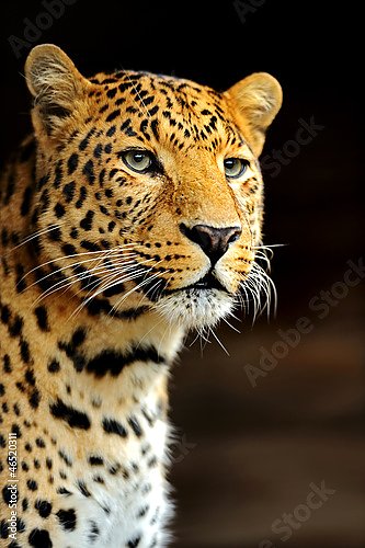 Леопард 10