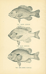 Постер The Green Sunfish, The Blue Sunfish, The Long-Eared Sunfish 1