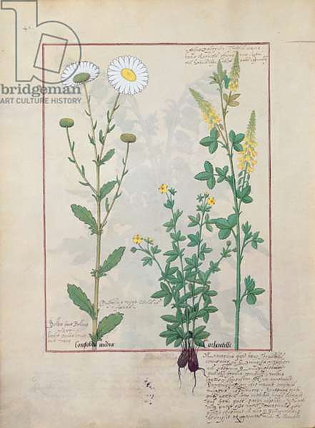 Ms Fr. Fv VI #1 fol.134v Illustration from 'The Book of Simple Medicines'
