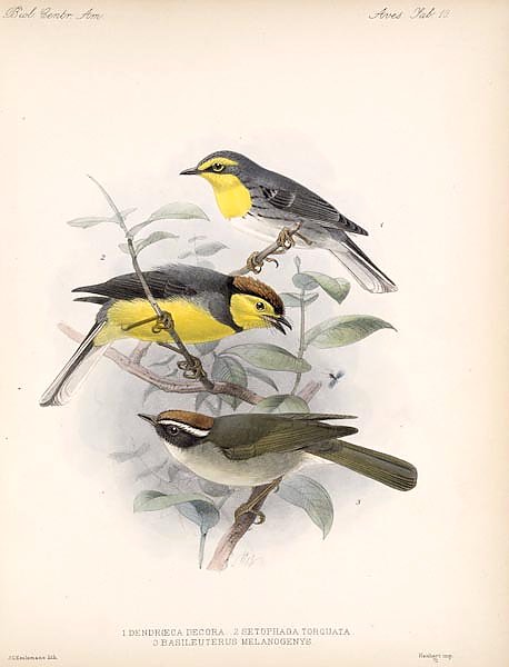 Птицы J. G. Keulemans №11