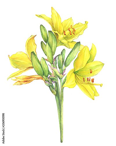Три цветка лилейника жёлтого