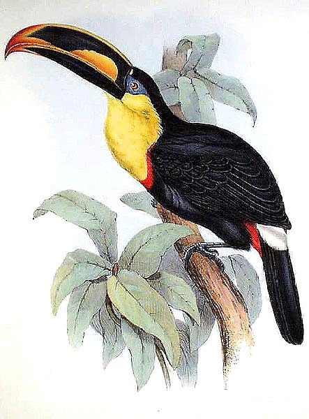 Sharp-billed Toucan