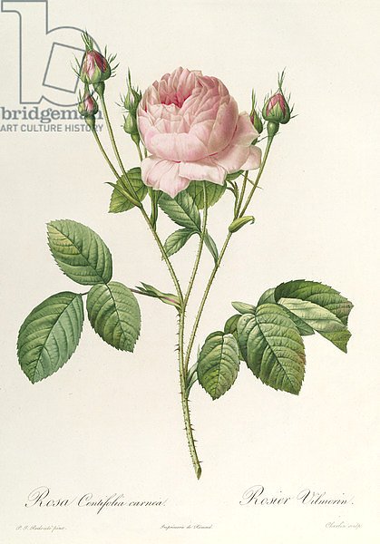 Rosa Centifolia Carnea, from'Les Roses', 19th century