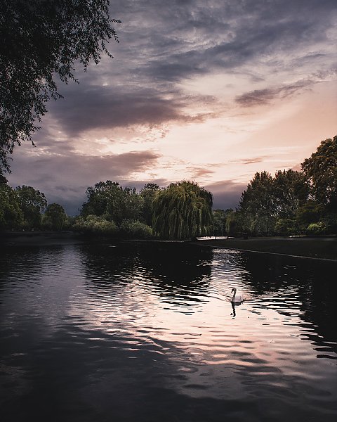 Лебедь на пруду в парке