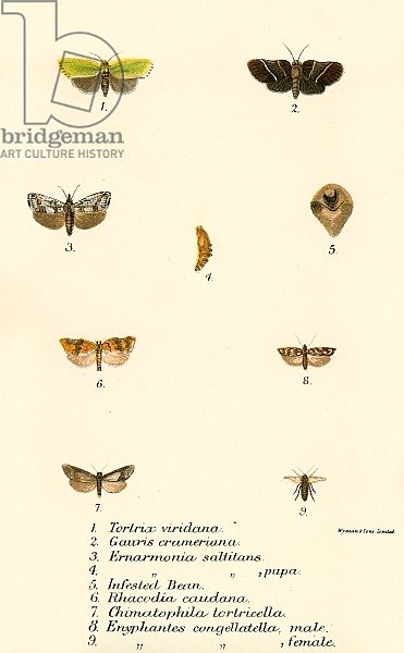 Butterflies 99