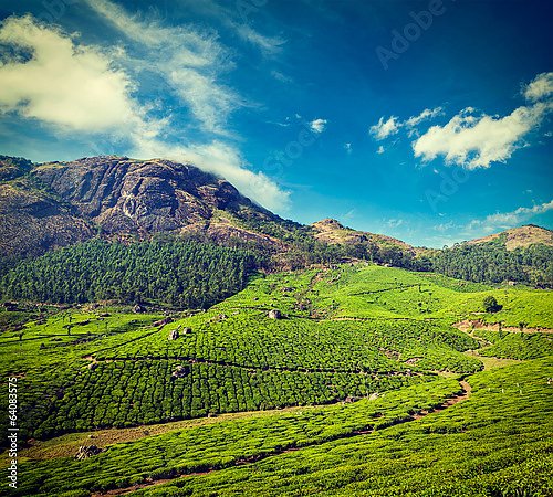 Чайные плантации в Индии 5