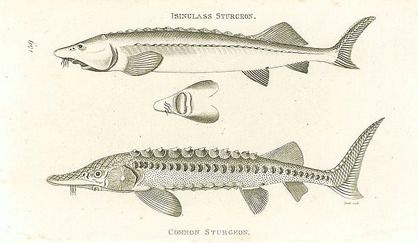 Isinglass Sturgeon, Common Sturgeon 1
