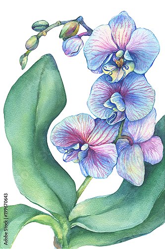 Постер Веточка цветущей тропической синей орхидеи 