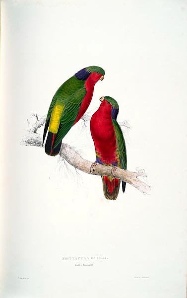 Parrots by E.Lear  #35