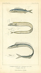 Постер Gempylus prometheeus, Lepidopus argyreus, Gempyhis coluber