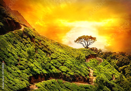 Постер Индия, Муннар, чайная плантация