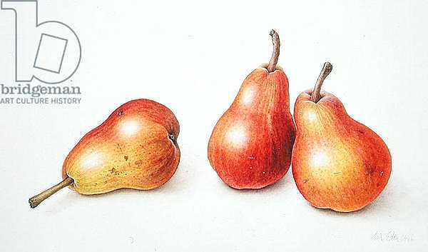 Red Pears, 1996