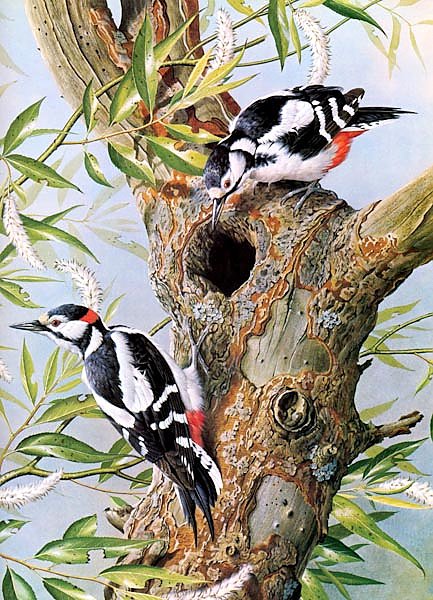 British Birds - Great Spotted Woodpecker