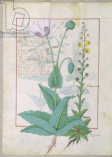 Ms Fr. Fv VI #1 fol.148v Poppy and Figwort c.1470