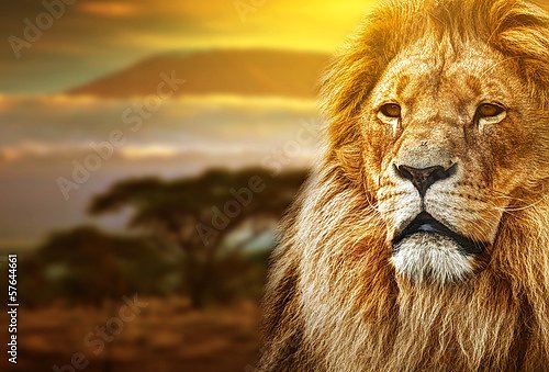 Лев на фоне Килиманджаро на закате