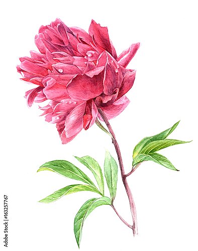Акварельный розовый цветок пиона