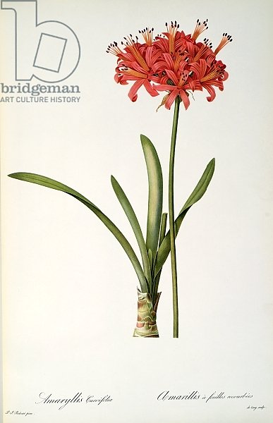 Amaryllis Curvifolia, 1809, from `Les Liliacees' by Pierre Redoute, 8 volumes, published 1805-16,