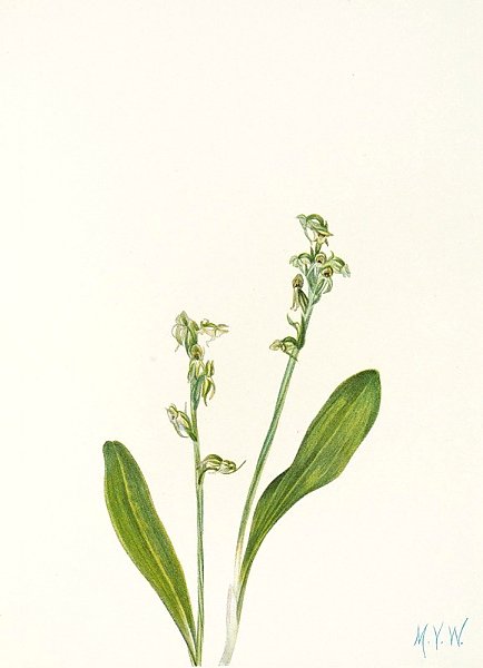 One-leaf Bog-orchid.