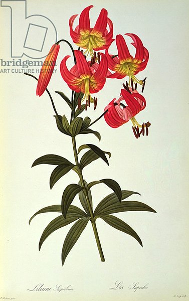Lilium Superbum, from `Les Liliacees', 1805