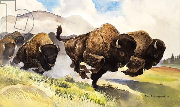 These buffalo are bison, 1962