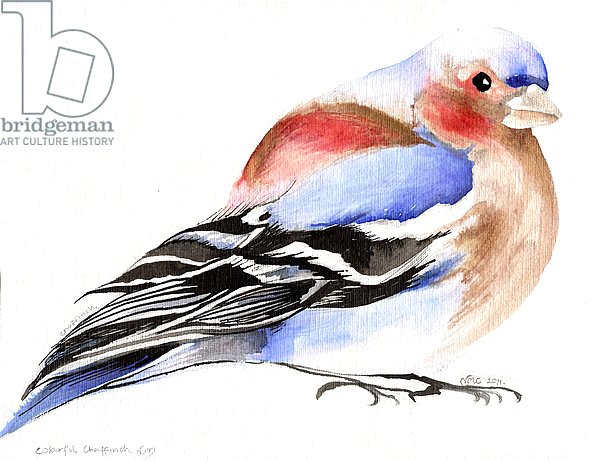 Colourful Chaffinch, 2011,