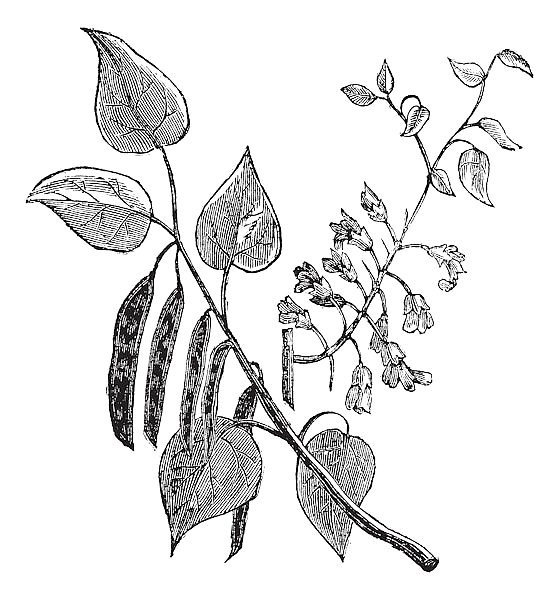 Cercis canadensis or Eastern Redbud vintage engraving