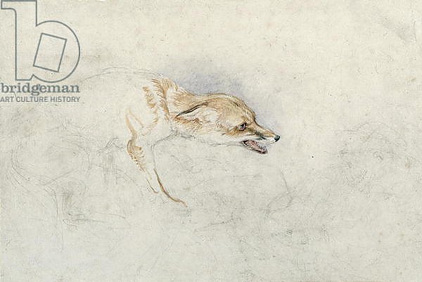 Study of a crouching Fox, facing right verso: faint sketch of fox's head and tail