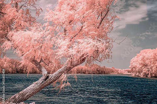 Розовое дерево у реки