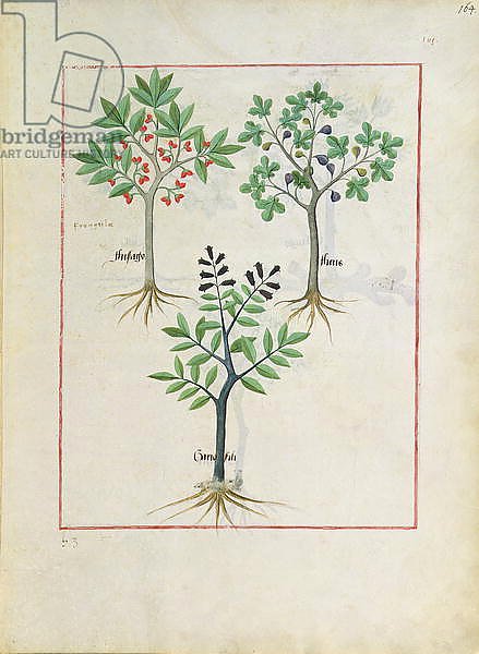 Ms Fr. Fv VI #1 fol.164r Illustration from the 'Book of Simple Medicines'