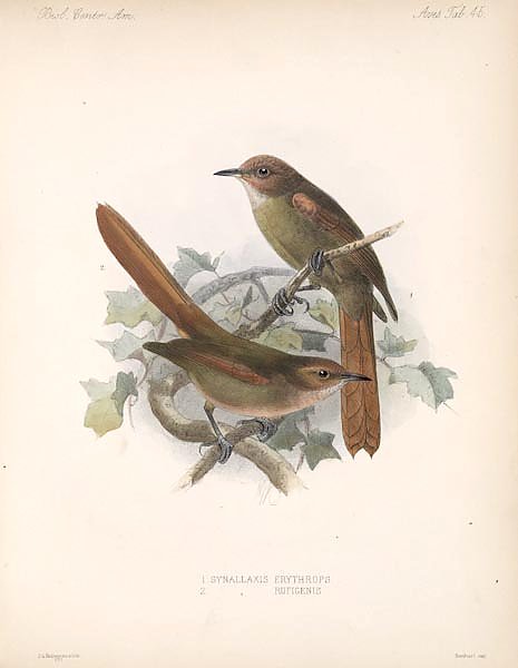 Птицы J. G. Keulemans №47