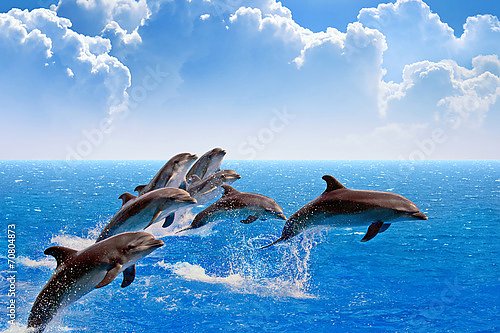 Стайка дельфинов в море