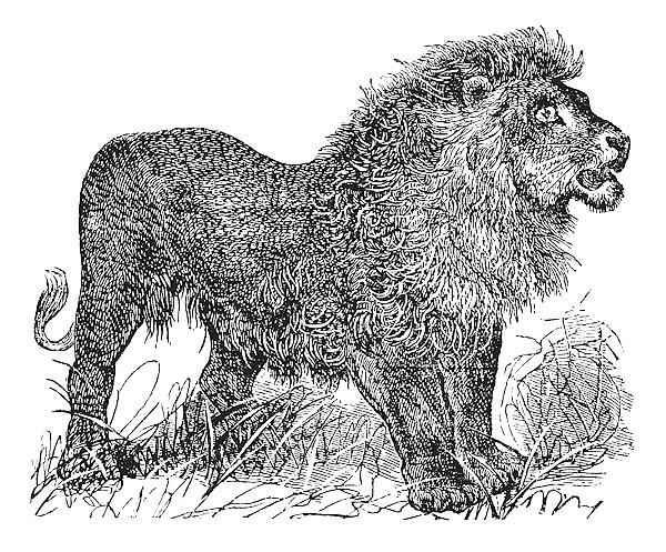 African Lion vintage engraving