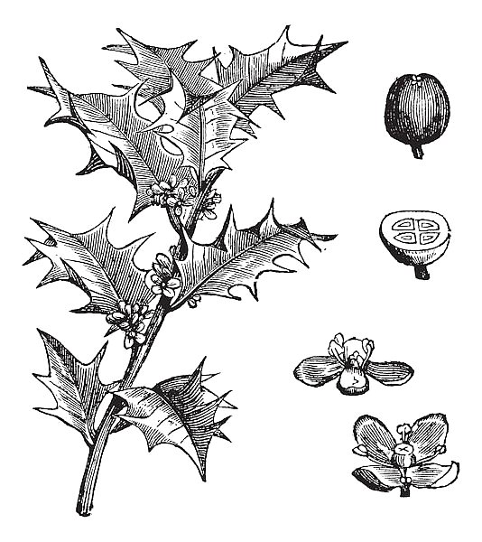 Holly or Ilex aquifolium vintage engraving