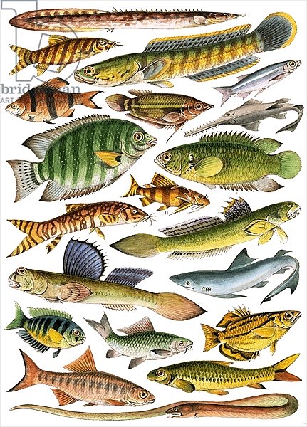 Freshwater fishes of the Empire - India