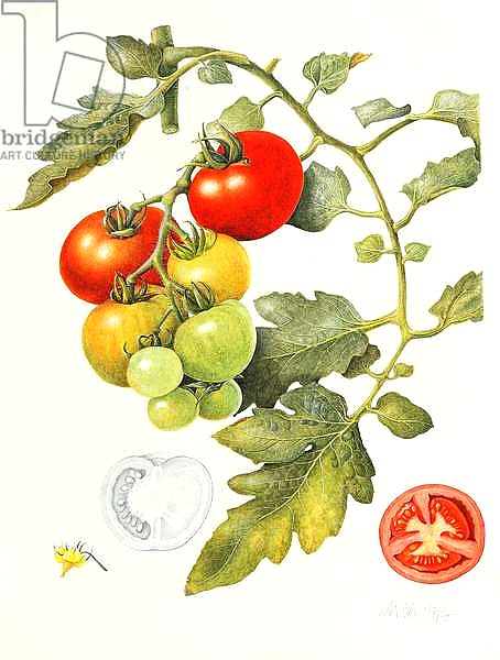 Tomatoes, 1994