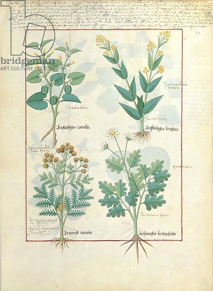 Ms Fr. Fv VI #1 fol.124r Top row: Aristolochia Rotundi and Aristolochia Longua c.1470