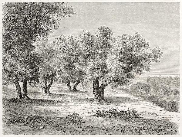 Olive grove. Created by Lancelot after photo of unknown author, published on Le Tour du Monde, Paris