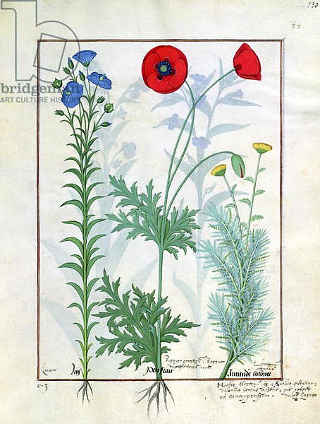 Ms Fr. Fv VI #1 fol.130r Linum, Garden poppies and Abrotanum c.1470