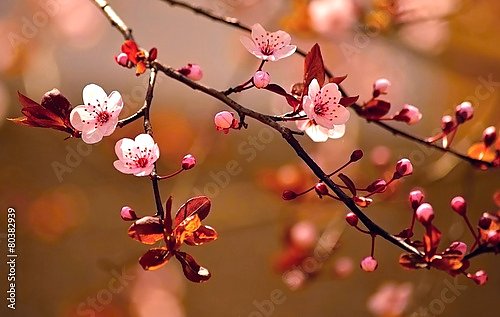 Ветки цветущей сакуры в красных оттенках