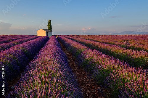 Дом в поле лаванды, Прованс, Франция