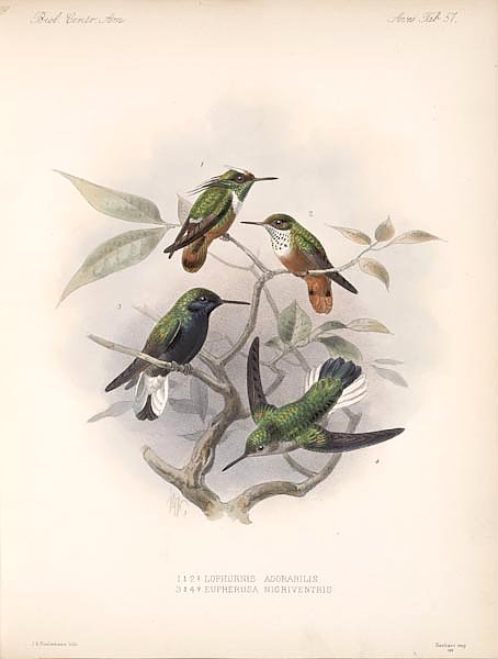 Птицы J. G. Keulemans №60