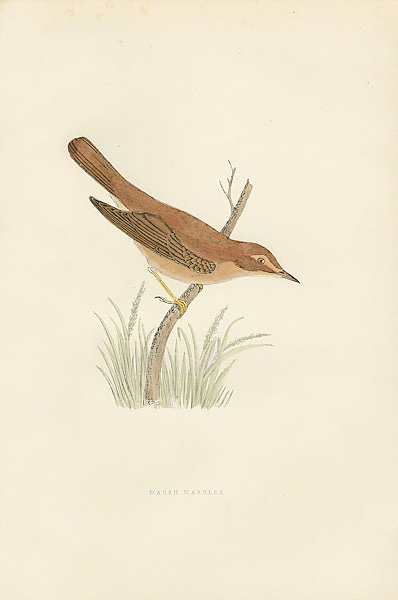 Постер Marsh Warbler