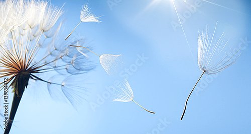 Летающие семена одуванчика