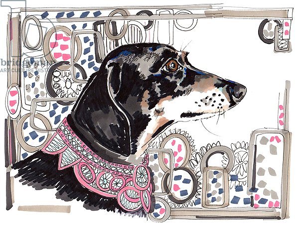Lacey The Dachshund, 2013,